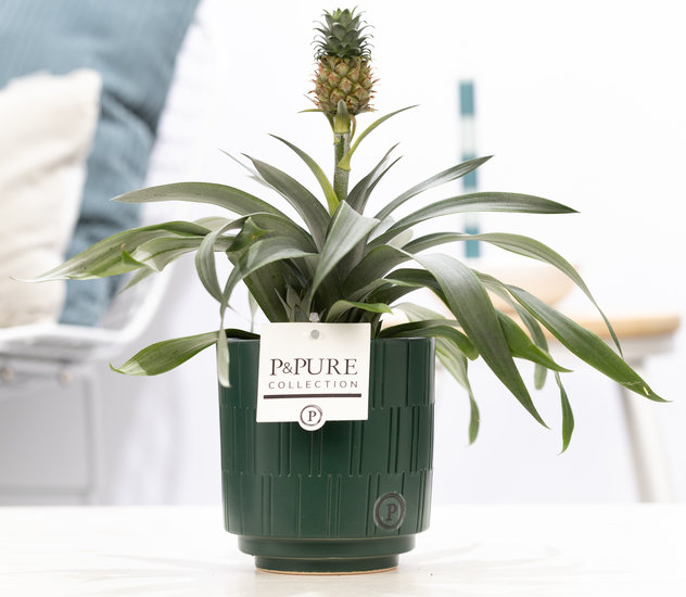 Ananasplant in pot Tess groen