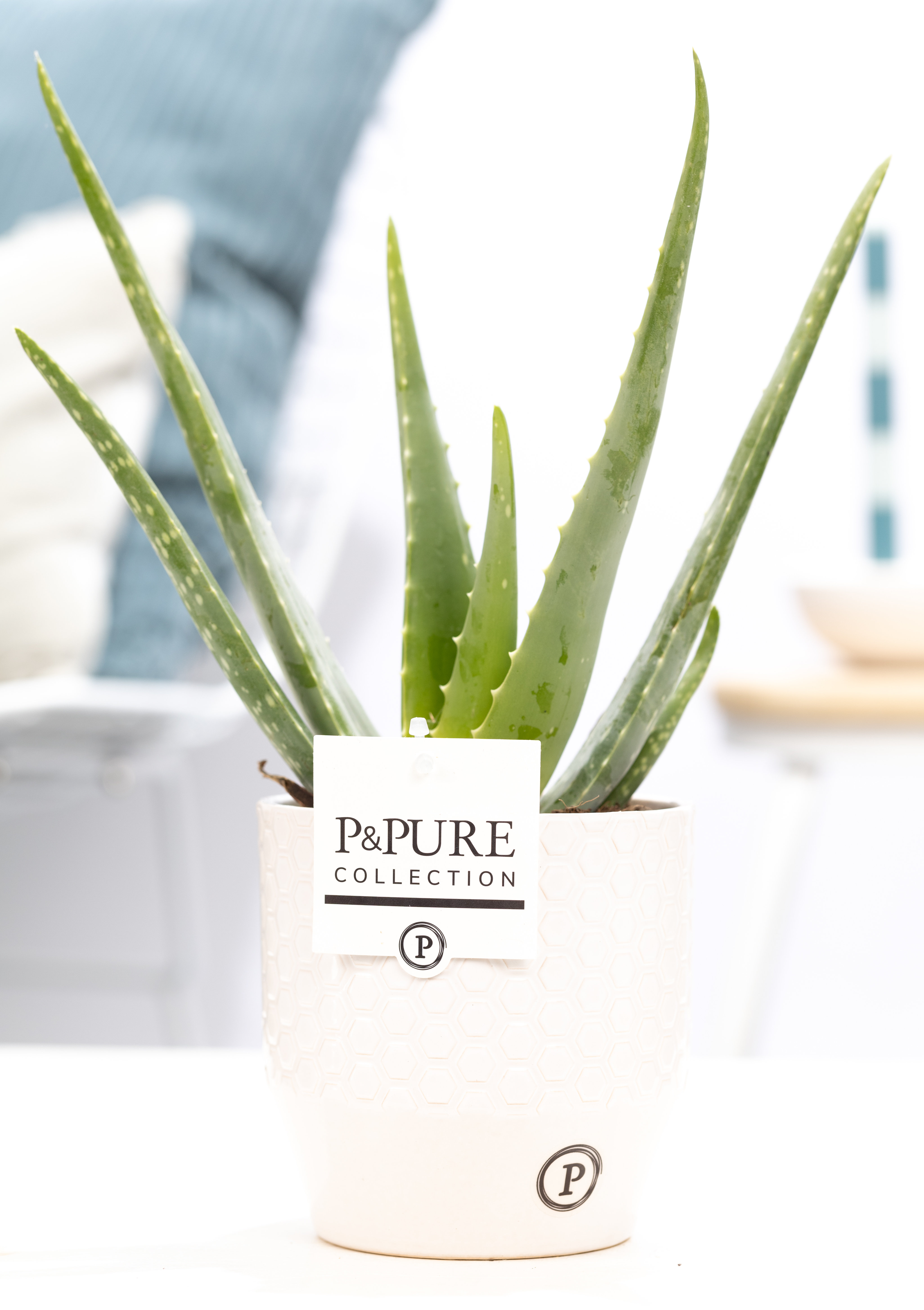 Aloe Vera (H40cm) in pot Eline wit