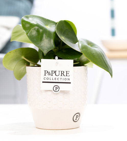 Peperomia Rain drop in pot Eline wit