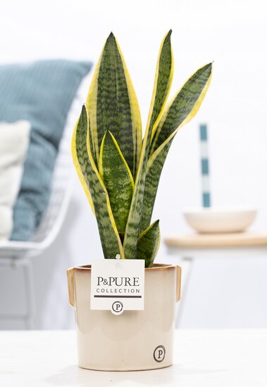Sansevieria 30-40 cm incl. pot Lauren