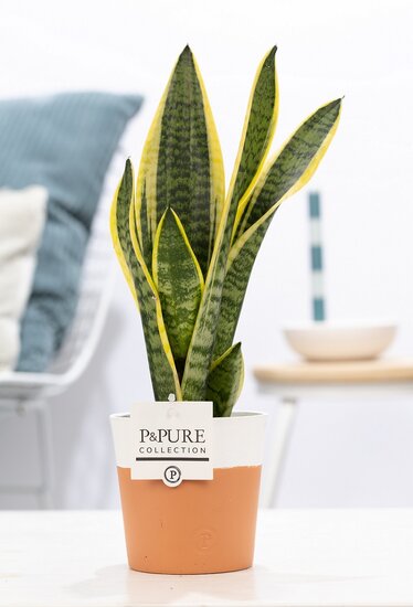 Sansevieria 30-40 cm incl. pot Terra Cotta wit