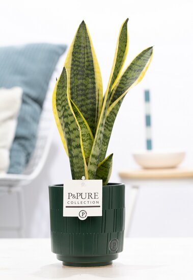 Sansevieria 30-40 cm incl. pot Tess groen