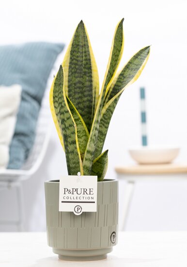 Sansevieria 30-40 cm incl. pot Tess grijs