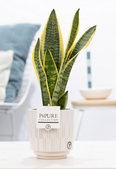 Sansevieria 30-40 cm incl. pot Tess wit