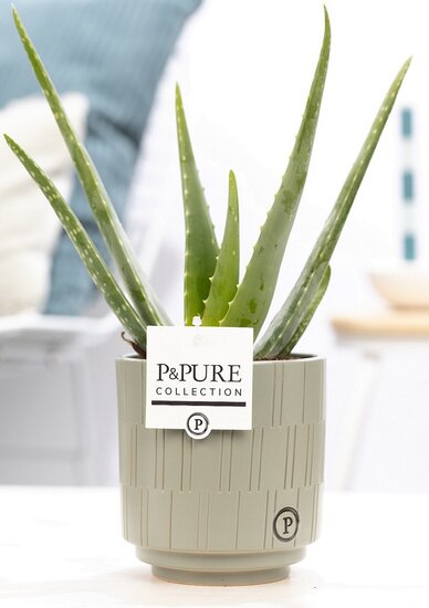Aloe Vera in pot Tess grijs