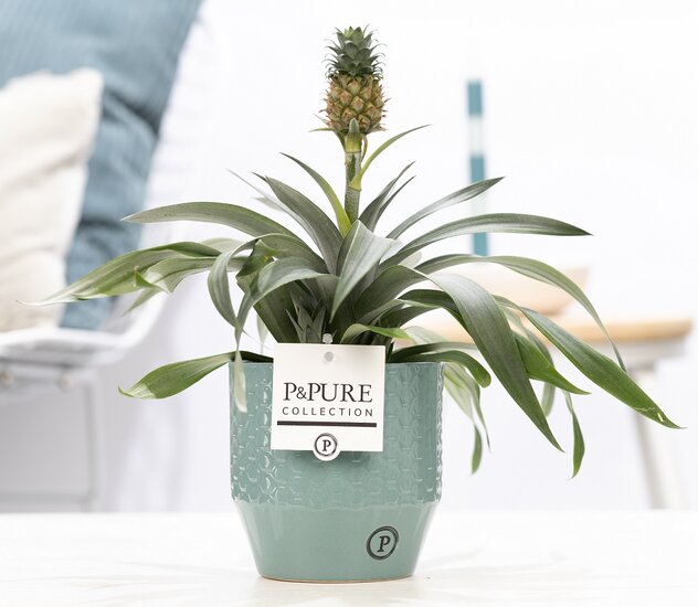 Ananasplant in sierpot Eline groen