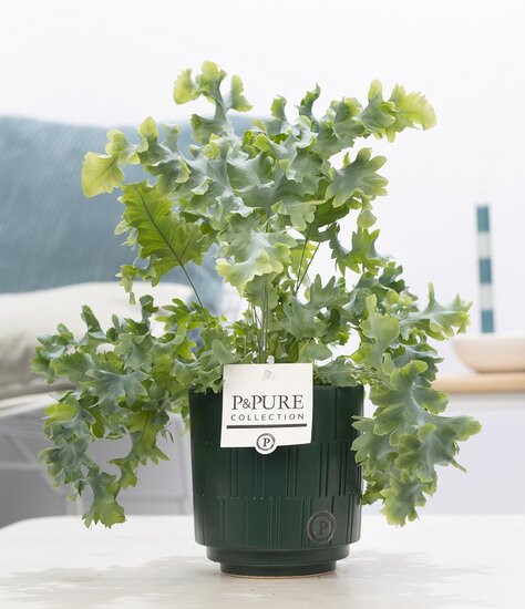 Phlebodium davana in pot Tess groen