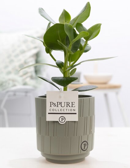 Clusia rosea princess  in pot Tess grijs