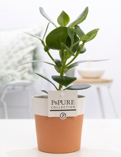 Clusia rosea princess in pot Terra Cotta wit