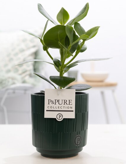 Clusia rosea princess in pot Tess groen