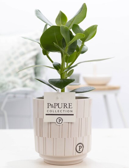 Clusia rosea princess in pot Tess wit
