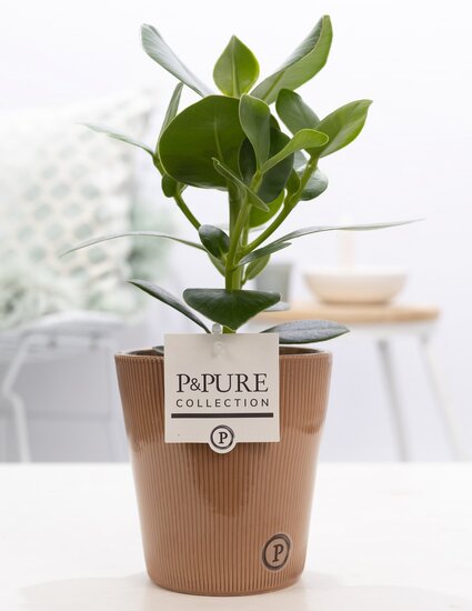 Clusia rosea princess in pot Ruby terra