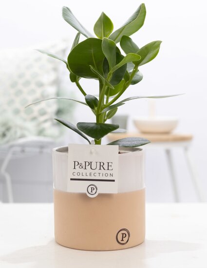Clusia rosea princess in pot Rosy