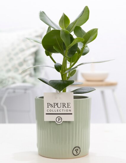 Clusia rosea princess in pot Sophie groen