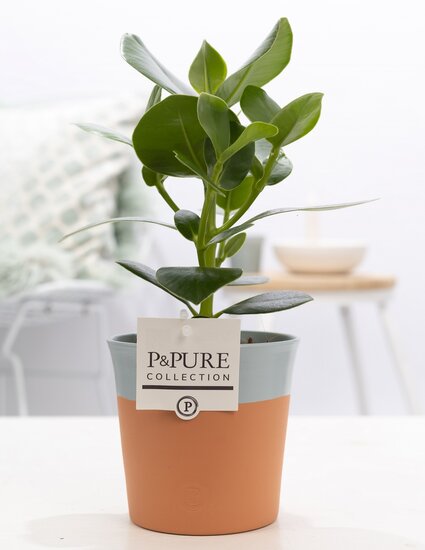 Clusia rosea princess in pot Terra Cotta blauiw