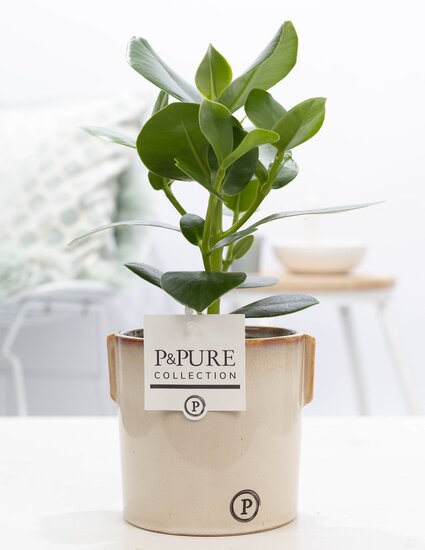 Clusia rosea princess in pot Lauren