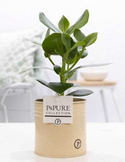 Clusia in pot Louise zink creme