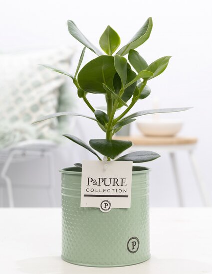 Clusia in pot Louise zink groen
