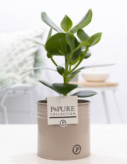 Clusia in pot Louise zink taupe