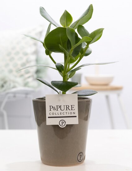 Clusia in pot Ruby groen