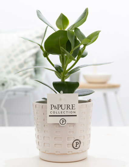 Clusia rosea princess  in pot Floor wit