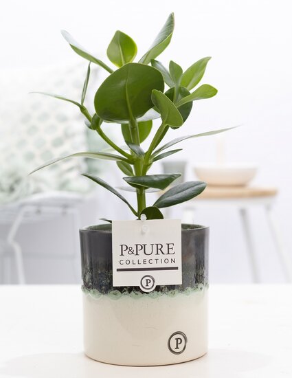 Clusia rosea princess  in pot Illusion