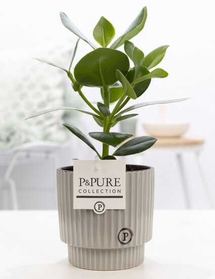 Clusia rosea princess  in pot Ivy groen/grijs
