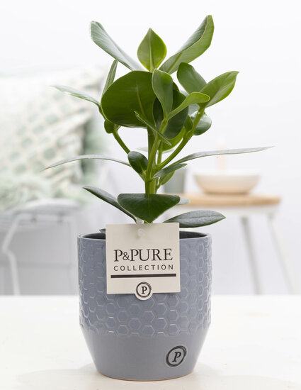 Clusia rosea princess  in pot Eline grijs