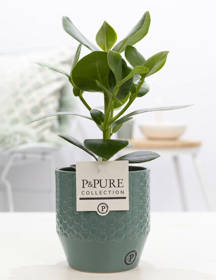 Clusia rosea princess  in pot Eline groen