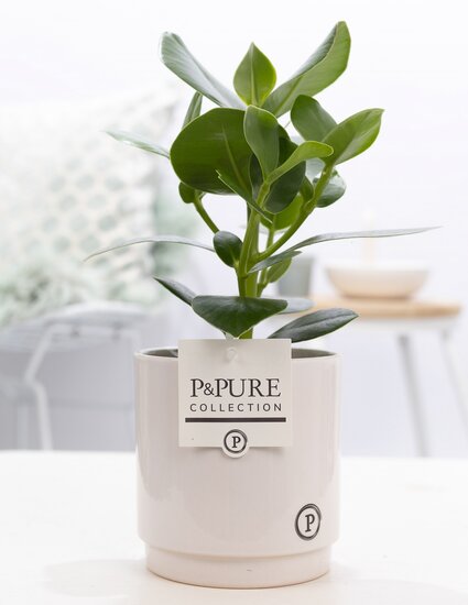 Clusia rosea princess  in pot Juliette wit