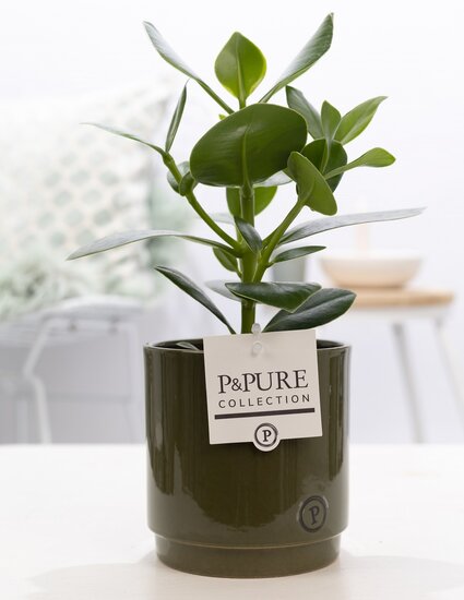 Clusia rosea princess  in pot Juliette groen