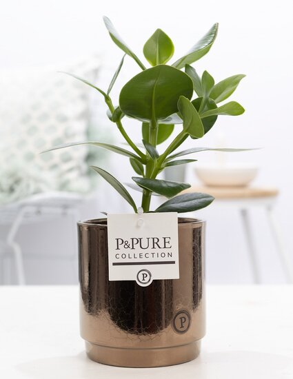 Clusia rosea princess  in pot goudbrons