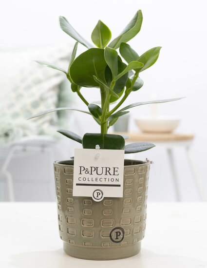 Clusia rosea princess  in pot Floor groen
