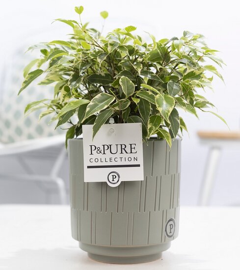 Ficus benjamina kinky in pot Tess grijs