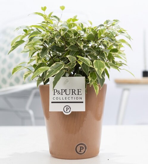 Ficus benjamina kinky in pot Ruby terra
