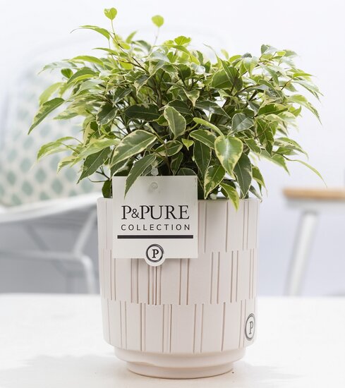 Ficus benjamina kinky in pot Tess wit
