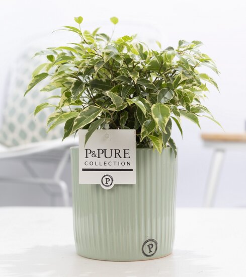 Ficus benjamina kinky in pot Sophie groen