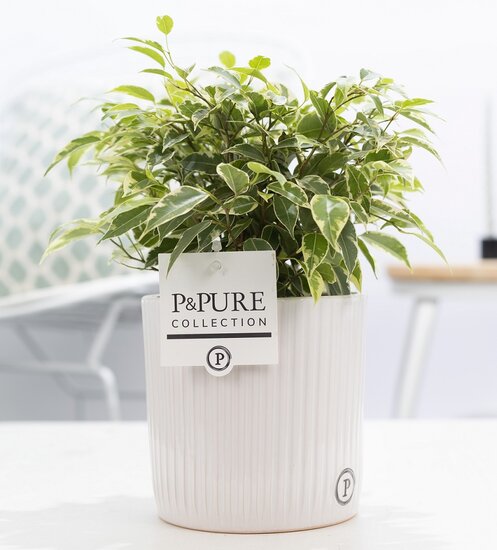 Ficus benjamina kinky in pot Sophie wit