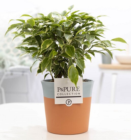 Ficus benjamina kinky in pot Terra Cotta blauw