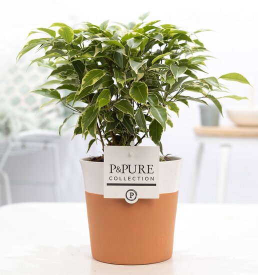 Ficus benjamina kinky in pot Terra Cotta wit