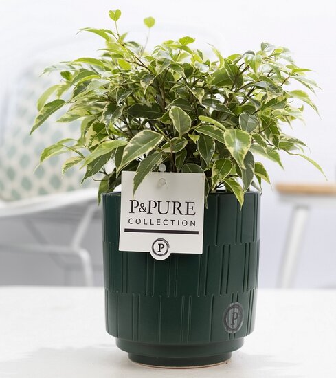 Ficus benjamina kinky in pot Tess groen