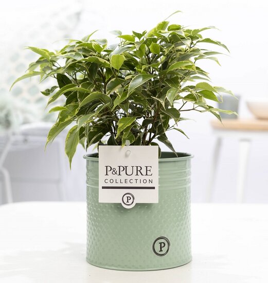 Ficus benjamina kinky in pot Louise zink groen