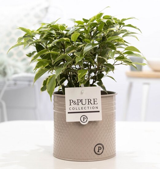 Ficus benjamina kinky in pot Louise zink taupe