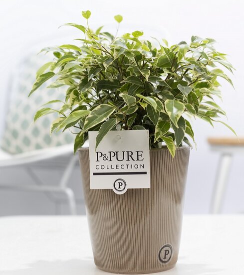 Ficus benjamina kinky in pot Ruby groen