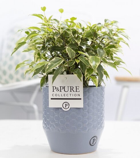 Ficus benjamina kinky in pot Eline grijs
