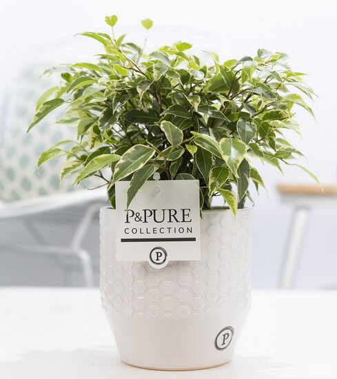 Ficus benjamina kinky in pot Eline wit