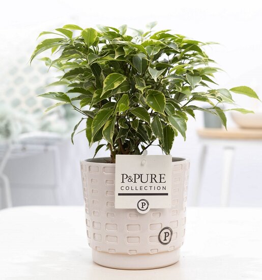 Ficus benjamina kinky in pot Floor wit