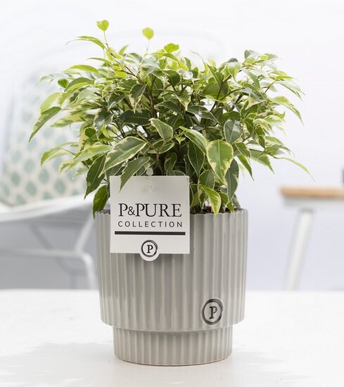 Ficus benjamina kinky in pot Ivy grijs/groen