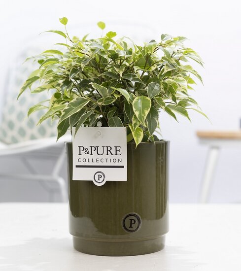 Ficus benjamina kinky in pot Juliette groen