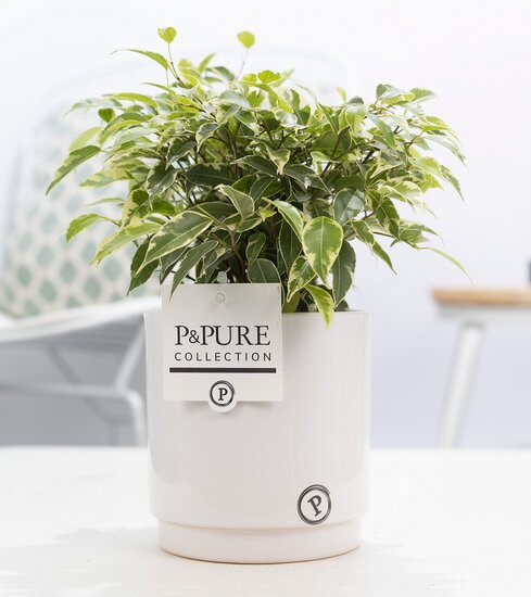 Ficus benjamina kinky in pot Juliette wit